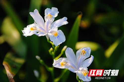 立夏將至，絢爛了整個春天的花影如夢